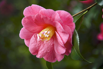 Close-up of pink flower