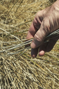 Close-up of hand holding plant