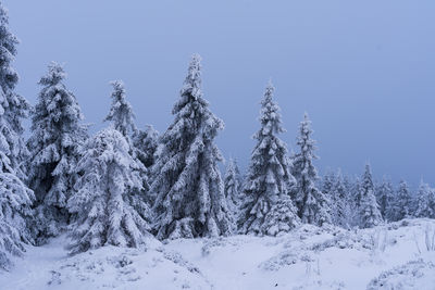 Snow-covered trees in the harz mountains 