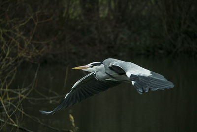 Grey heron in flight