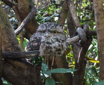Bird perching on tree trunk