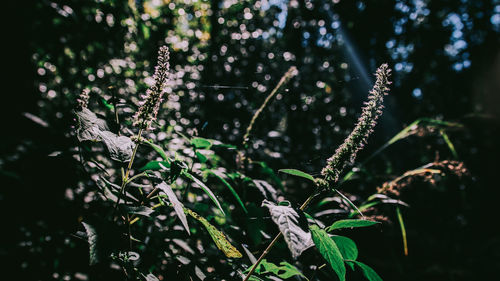 Close-up of plant growing in forest