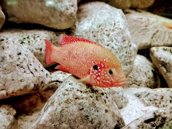 Close-up of fish in sea