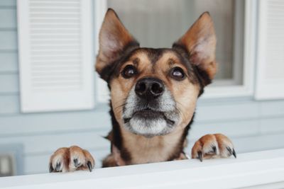 Portrait of dog at home