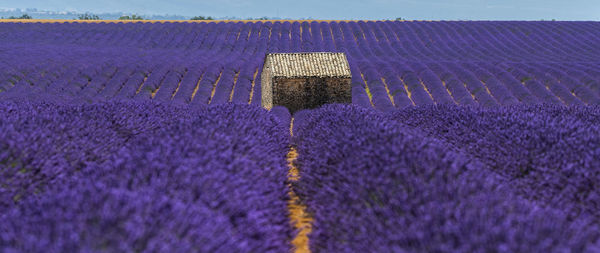 Close-up of purple flowering plants on field