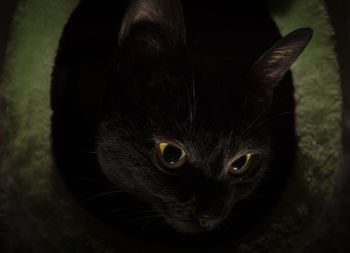 Close-up portrait of cat