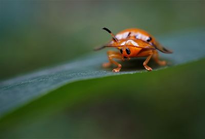 Close-up of insect on leaf