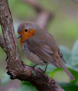 Close-up of bird perching on branch