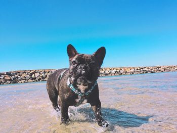 Portrait of dog by sea against clear blue sky