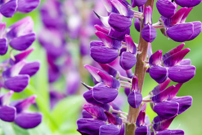 Close-up of purple flowering plant