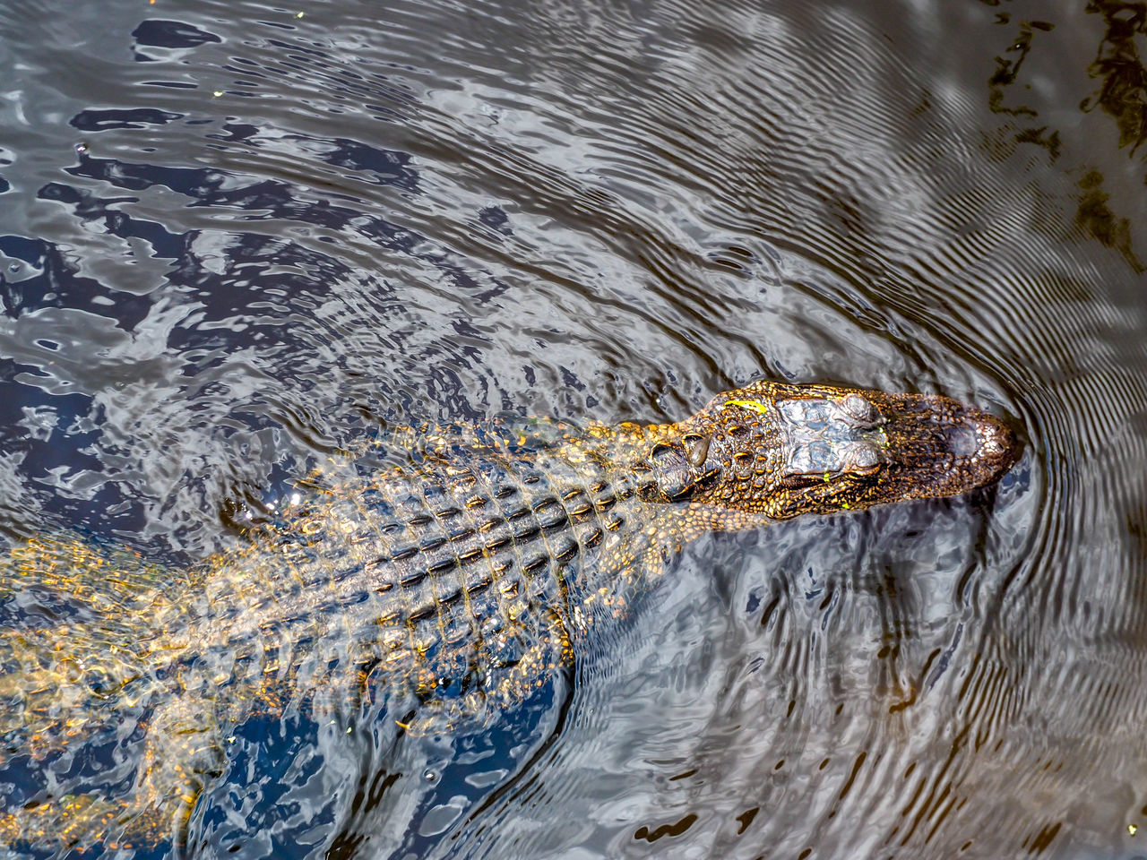 HIGH ANGLE VIEW OF CROCODILE SWIMMING IN LAKE