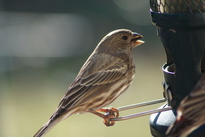 Close-up of bird perching outdoors