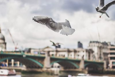 Seagulls flying over river in city against sky