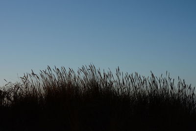 Plants against clear sky