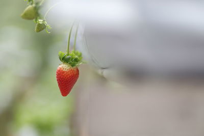 Close-up of strawberry growing on plant