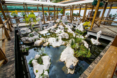 Plants in greenhouse