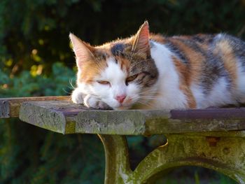 Close-up of cat resting on wooden plank