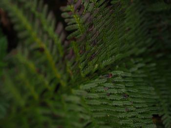 Close-up of fern leaves