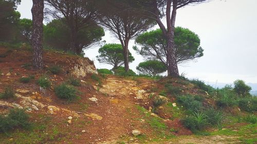 Trees in forest