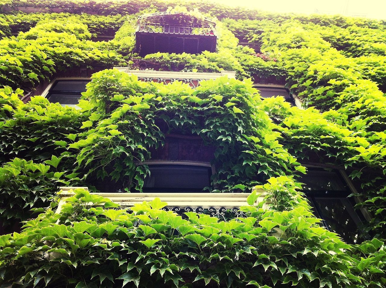 green color, growth, tree, lush foliage, plant, built structure, building exterior, architecture, nature, house, green, leaf, beauty in nature, tranquility, outdoors, day, ivy, no people, high angle view, low angle view