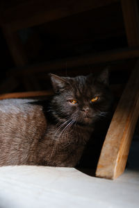 pet