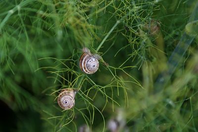 Close-up of snail on plant