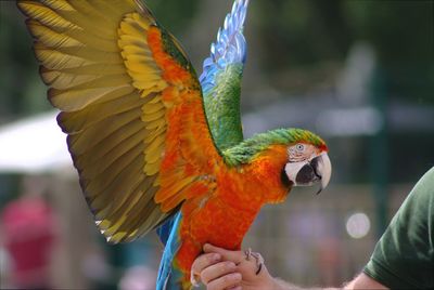 Close-up of a hand holding bird