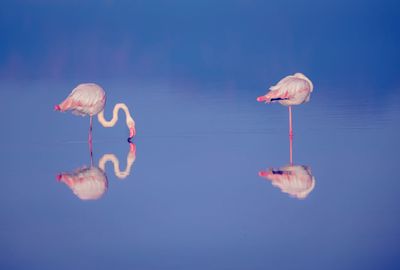 Side view of birds in sea