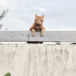 Cat sitting against sky