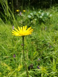 Close-up of yellow flower on field