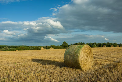 Circles of hay on the field, forest and clouds on blue sky