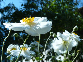 Close-up of white flowers