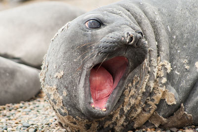 Close-up of seal with mouth open 