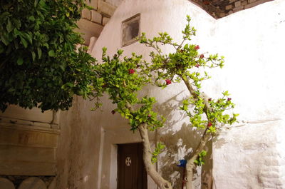 Flower plants against built structure