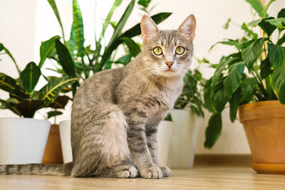 Portrait of cat sitting by potted plant
