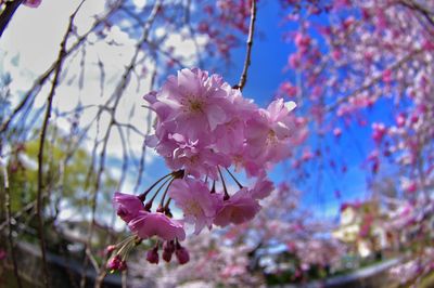 Low angle view of pink flowers on branch