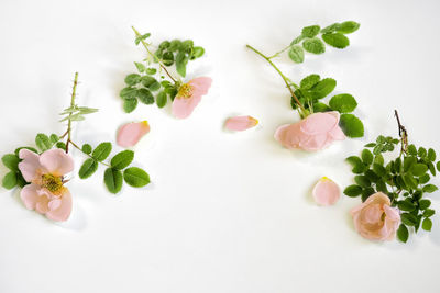 High angle view of white roses on table