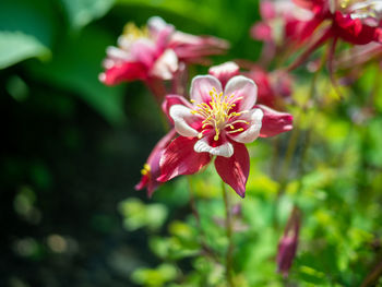 Close-up of pink flowering plant