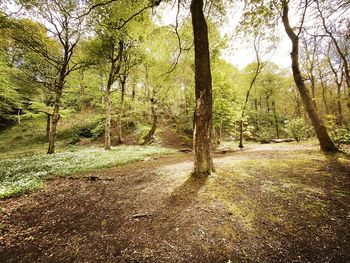 Trees growing in forest