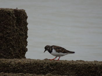 Bird perching on rock by sea