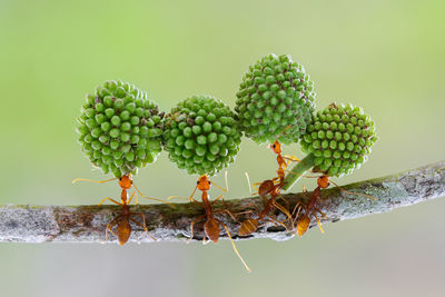 Close-up of pine cone on plant