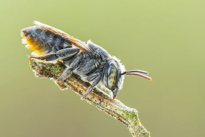 Close-up of insect on plant stem