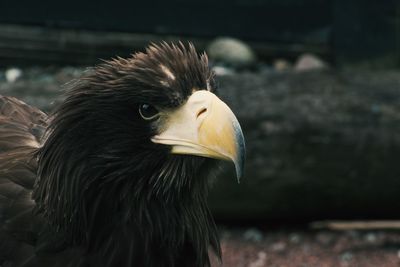 Close-up of a bird