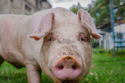 Close-up portrait of a pig