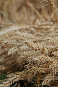 Close-up of dry crops on field