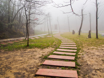 Footpath amidst trees in park during foggy weather