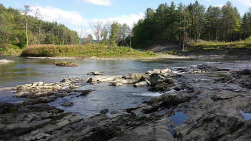 River flowing through forest