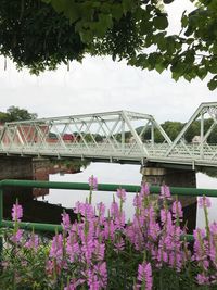 Purple flowering plants by bridge over river against sky