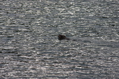 High angle view of animal swimming in sea