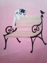 Cat on wall